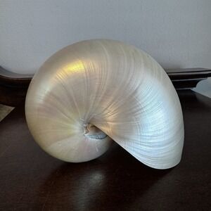 Vintage Polished White Pearl Nautilus Sea Shell Beach Decor, 5"x6" CRACK!